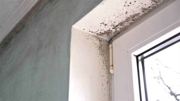 Best Basement Mold Remediation in Winfield, TN